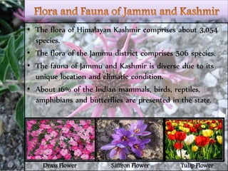 • The flora of Himalayan Kashmir comprises about 3,054
species.
• The flora of the Jammu district comprises 506 species.
• The fauna of Jammu and Kashmir is diverse due to its
unique location and climatic condition.
• About 16% of the Indian mammals, birds, reptiles,
amphibians and butterflies are presented in the state.
Drass Flower Saffron Flower Tulip Flower
 