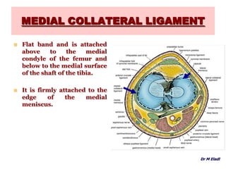 MEDIAL COLLATERAL LIGAMENT
 Flat band and is attached
above to the medial
condyle of the femur and
below to the medial surface
of the shaft of the tibia.
 It is firmly attached to the
edge of the medial
meniscus.
Dr M Eladl
 