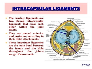 INTRACAPSULAR LIGAMENTS
 The cruciate ligaments are
two strong intracapsular
ligaments that cross each
other within the joint
cavity.
 They are named anterior
and posterior, according to
their tibial attachments.
 These important ligaments
are the main bond between
the femur and the tibia
throughout the joint's
range of movement.
Dr M Eladl
 