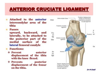 ANTERIOR CRUCIATE LIGAMENT
 Attached to the anterior
intercondylar area of the
tibia
 Passes
upward, backward, and
laterally, to be attached to
the posterior part of the
medial surface of the
lateral femoral condyle
 Functions:
 Prevent anterior
displacement of the tibia
with the knee flexed.
 Prevents posterior
displacement of the femur
on the tibia.
Dr M Eladl
 