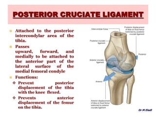 POSTERIOR CRUCIATE LIGAMENT
 Attached to the posterior
intercondylar area of the
tibia.
 Passes
upward, forward, and
medially to be attached to
the anterior part of the
lateral surface of the
medial femoral condyle
 Functions:
 Prevent posterior
displacement of the tibia
with the knee flexed.
 Prevents anterior
displacement of the femur
on the tibia.
Dr M Eladl
 