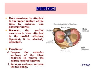 MENISCI
 Each meniscus is attached
to the upper surface of the
tibia by anterior and
posterior horns.
 Because the medial
meniscus is also attached
to the medial collateral
ligament, it is relatively
immobile.
 Functions:
 Deepen the articular
surfaces of the tibial
condyles to receive the
convex femoral condyles
 Serve as cushions between
the two bones.
Dr M Eladl
 