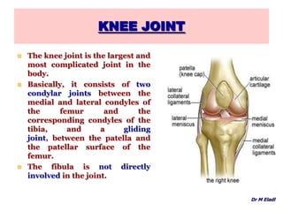 KNEE JOINT
 The knee joint is the largest and
most complicated joint in the
body.
 Basically, it consists of two
condylar joints between the
medial and lateral condyles of
the femur and the
corresponding condyles of the
tibia, and a gliding
joint, between the patella and
the patellar surface of the
femur.
 The fibula is not directly
involved in the joint.
Dr M Eladl
 