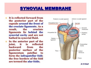 SYNOVIAL MEMBRANE
 It is reflected forward from
the posterior part of the
capsule around the front of
the cruciate ligaments. As a
result, the cruciate
ligaments lie behind the
synovial cavity and are not
bathed in synovial fluid.
 In the anterior part of the
joint, it is reflected
backward from the
posterior surface of the
ligamentum patellae to
form the infrapatellar fold;
the free borders of the fold
are termed the alar folds.
Dr M Eladl
 