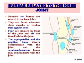 BURSAE RELATED TO THE KNEE
JOINT
 Number: ten bursae are
related to the knee joint.
 They are found wherever
skin, muscle, or tendon
rubs against bone.
 Four are situated in front
of the joint and six are
found behind the joint.
 The suprapatellar and the
popliteal bursa always
communicate with the
joint, and the
semimembranosus bursa
may communicate with the
joint.
Dr M Eladl
 