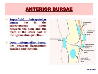 ANTERIOR BURSAE
 Superficial infrapatellar
bursa: lies in the
subcutaneous tissue
between the skin and the
front of the lower part of
the ligamentum patellae.
 Deep infrapatellar bursa:
lies between ligamentum
patellae and the tibia.
Dr M Eladl
 