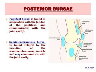 POSTERIOR BURSAE
 Popliteal bursa: is found in
association with the tendon
of the popliteus and
communicates with the
joint cavity.
 Semimembranosus bursa:
is found related to the
insertion of the
semimembranosus muscle
and may communicate with
the joint cavity.
Dr M Eladl
 