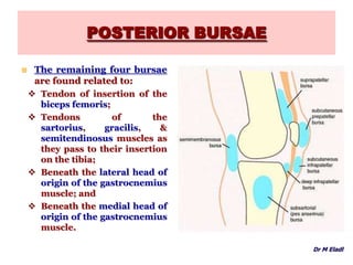 POSTERIOR BURSAE
 The remaining four bursae
are found related to:
 Tendon of insertion of the
biceps femoris;
 Tendons of the
sartorius, gracilis, &
semitendinosus muscles as
they pass to their insertion
on the tibia;
 Beneath the lateral head of
origin of the gastrocnemius
muscle; and
 Beneath the medial head of
origin of the gastrocnemius
muscle.
Dr M Eladl
 