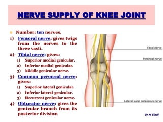 NERVE SUPPLY OF KNEE JOINT
 Number: ten nerves.
1) Femoral nerve: gives twigs
from the nerves to the
three vasti.
2) Tibial nerve: gives:
1) Superior medial genicular.
2) Inferior medial genicular.
3) Middle genicular nerve.
3) Common peroneal nerve:
gives:
1) Superior lateral genicular.
2) Inferior lateral genicular.
3) Recurrent genicular nerve.
4) Obturator nerve: gives the
genicular branch from its
posterior division Dr M Eladl
 