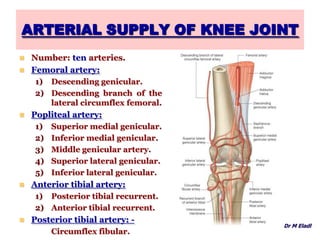 ARTERIAL SUPPLY OF KNEE JOINT
 Number: ten arteries.
 Femoral artery:
1) Descending genicular.
2) Descending branch of the
lateral circumflex femoral.
 Popliteal artery:
1) Superior medial genicular.
2) Inferior medial genicular.
3) Middle genicular artery.
4) Superior lateral genicular.
5) Inferior lateral genicular.
 Anterior tibial artery:
1) Posterior tibial recurrent.
2) Anterior tibial recurrent.
 Posterior tibial artery: -
Circumflex fibular.
Dr M Eladl
 