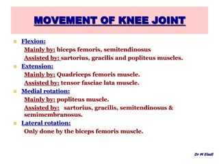 MOVEMENT OF KNEE JOINT
 Flexion:
Mainly by: biceps femoris, semitendinosus
Assisted by: sartorius, gracilis and popliteus muscles.
 Extension:
Mainly by: Quadriceps femoris muscle.
Assisted by: tensor fasciae lata muscle.
 Medial rotation:
Mainly by: popliteus muscle.
Assisted by: sartorius, gracilis, semitendinosus &
semimembranosus.
 Lateral rotation:
Only done by the biceps femoris muscle.
Dr M Eladl
 