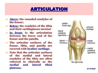 ARTICULATION
 Above: the rounded condyles of
the femur;
 Below: the condyles of the tibia
and their cartilaginous menisci
 In front: Is the articulation
between the lower end of the
femur and the patella.
 The articular surfaces of the
femur, tibia, and patella are
covered with hyaline cartilage.
 Note that the articular surfaces
of the medial and lateral
condyles of the tibia are often
referred to clinically as the
medial and lateral tibial
plateaus. Dr M Eladl
 