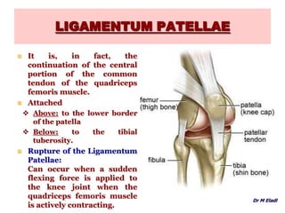 LIGAMENTUM PATELLAE
 It is, in fact, the
continuation of the central
portion of the common
tendon of the quadriceps
femoris muscle.
 Attached
 Above: to the lower border
of the patella
 Below: to the tibial
tuberosity.
 Rupture of the Ligamentum
Patellae:
Can occur when a sudden
flexing force is applied to
the knee joint when the
quadriceps femoris muscle
is actively contracting.
Dr M Eladl
 