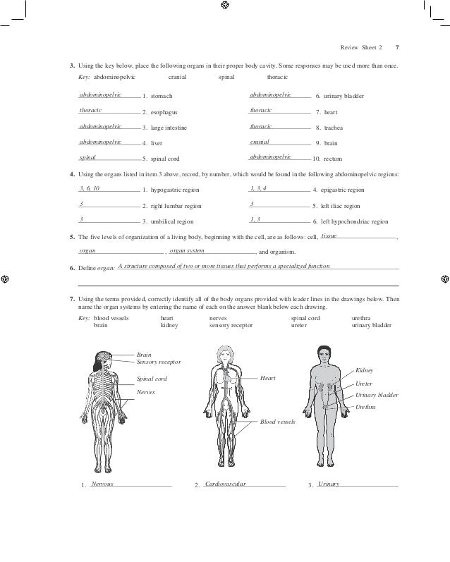 Lab Manual For Anatomy And Physiology Answers - Anatomical Charts & Posters