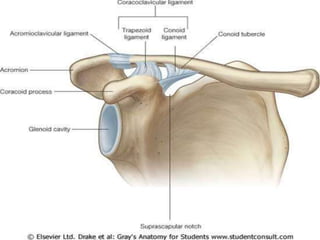 Ligament | PPT