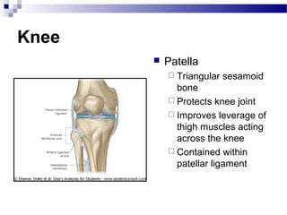 Knee
          Patella
            Triangular   sesamoid
             bone
            Protects knee joint
            Improves leverage of
             thigh muscles acting
             across the knee
            Contained within
             patellar ligament
 