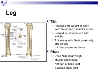 Leg
         Tibia
           Receives the weight of body
            from femur and transmits to foot
           Second to femur in size and
            weight
           Articulates with fibula proximally
            and distally
                 Interosseous membrane
         Fibula
           Does NOT bear weight
           Muscle attachment
           Not part of knee joint
           Stabilize ankle joint
 