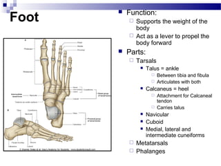 Function:
Foot
       
            Supports the weight of the
             body
            Act as a lever to propel the
             body forward
          Parts:
              Tarsals
                   Talus = ankle
                         Between tibia and fibula
                         Articulates with both
                   Calcaneus = heel
                         Attachment for Calcaneal
                          tendon
                         Carries talus
                   Navicular
                   Cuboid
                   Medial, lateral and
                    intermediate cuneiforms
            Metatarsals
            Phalanges
 