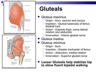 Gluteals
   Gluteus maximus
     Origin - Ilium, sacrum and coccyx
     Insertion - Gluteal tuberosity of femur,
      iliotibial tract
     Action - Extends thigh, some lateral
      rotation and abduction
     Innervation - Inferior gluteal nerve
   Gluteus medius
   Gluteus minimus
     Origin - Ilium
     Insertion - Greater trochanter of femur
     Action - Abduction, medial rotation
     Innervation - Superior gluteal nerve

   Lesser Gluteals help stabilize hip
    to allow fluent bipedal walking
 