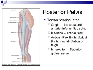 Posterior Pelvis
   Tensor fasciae latae
     Origin – iliac crest and
      anterior inferior iliac spine
     Insertion – iliotibial tract
     Action - Flex thigh, abduct
      thigh, medial rotation of
      thigh
     Innervation – Superior
      gluteal nerve
 