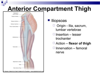 Anterior Compartment Thigh
               Iliopsoas
                  Origin - Ilia, sacrum,
                  lumbar vertebrae
                 Insertion – lesser
                  trochanter
                 Action – flexor of thigh
                 Innervation – femoral
                  nerve
 