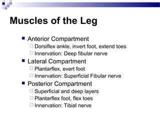 Muscles of the Leg
     Anterior Compartment
       Dorsiflex ankle, invert foot, extend toes
       Innervation: Deep fibular nerve
     Lateral Compartment
       Plantarflex,evert foot
       Innervation: Superficial Fibular nerve
     Posterior Compartment
       Superficial and deep layers
       Plantarflex foot, flex toes
       Innervation: Tibial nerve
 