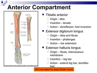 Anterior Compartment
                 Tibialis anterior
                    Origin - tibia
                    Insertion - tarsals
                    Action - dorsiflexion, foot inversion

                 Extensor digitorum longus
                    Origin – tibia and fibula
                    Insertion - phalanges
                    Action – toe extension

                 Extensor hallucis longus
                    Origin – fibula, interosseous
                     membrane
                    Insertion – big toe
                    Action - extend big toe, dorsiflex
                     foot
        All innervated by deep fibular nerve
 