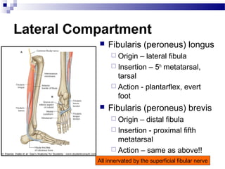 Lateral Compartment
              Fibularis (peroneus) longus
                 Origin – lateral fibula
                 Insertion – 5th metatarsal,
                  tarsal
                 Action - plantarflex, evert
                  foot
              Fibularis (peroneus) brevis
                 Origin – distal fibula
                 Insertion - proximal fifth
                  metatarsal
                 Action – same as above!!
           All innervated by the superficial fibular nerve
 