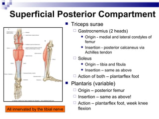 Superficial Posterior Compartment
                                        Triceps surae
                                            Gastrocnemius (2 heads)
                                                 Origin - medial and lateral condyles of
                                                  femur
                                                 Insertion - posterior calcaneus via
                                                  Achilles tendon
                                            Soleus
                                                 Origin – tibia and fibula
                                                 Insertion – same as above
                                            Action of both – plantarflex foot
                                        Plantaris (variable)
                                          Origin – posterior femur
                                          Insertion – same as above!
                                          Action – plantarflex foot, week knee
All innervated by the tibial nerve         flexion
 