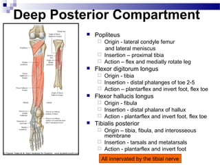 Deep Posterior Compartment
             Popliteus
                Origin - lateral condyle femur
                  and lateral meniscus
                Insertion – proximal tibia
                Action – flex and medially rotate leg
             Flexor digitorum longus
                Origin - tibia
                Insertion - distal phalanges of toe 2-5
                Action – plantarflex and invert foot, flex toe
             Flexor hallucis longus
                Origin - fibula
                Insertion - distal phalanx of hallux
                Action - plantarflex and invert foot, flex toe
             Tibialis posterior
                Origin – tibia, fibula, and interosseous
                 membrane
                Insertion - tarsals and metatarsals
                Action - plantarflex and invert foot

                All innervated by the tibial nerve
 