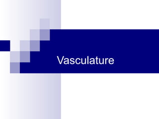 Vasculature
 