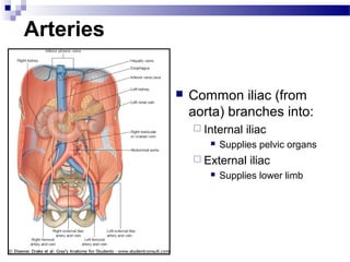 Arteries

              Common iliac (from
               aorta) branches into:
                Internal   iliac
                     Supplies pelvic organs
                External   iliac
                     Supplies lower limb
 