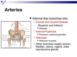 Arteries
              Internal iliac branches into:
                Cranialand Caudal Gluteals
                   (Superior and Inferior)
                     Gluteals
                Internal   Pudendal
                     Perineum, external genitalia
                Obturator
                     Adductor muscles
                Other branches supply rectum,
                 bladder, uterus, vagina, male
                 reproductive glands
 