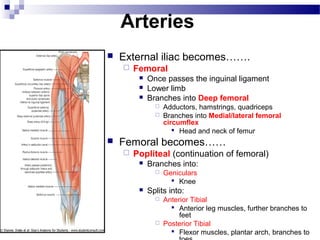 Arteries
   External iliac becomes…….
       Femoral
            Once passes the inguinal ligament
            Lower limb
            Branches into Deep femoral
                  Adductors, hamstrings, quadriceps
                  Branches into Medial/lateral femoral
                   circumflex
                       Head and neck of femur
   Femoral becomes……
       Popliteal (continuation of femoral)
            Branches into:
                  Geniculars
                      Knee
            Splits into:
                  Anterior Tibial
                      Anterior leg muscles, further branches to
                        feet
                  Posterior Tibial
                      Flexor muscles, plantar arch, branches to
 