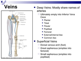 Veins      Deep Veins: Mostly share names of
            arteries
               Ultimately empty into Inferior Vena
                Cava
                    Plantar
                    Tibial
                    Fibular
                    Popliteal
                    Femoral
                    External/internal iliac
                    Common iliac
           Superficial Veins
             Dorsal venous arch (foot)
             Great saphenous (empties into
              femoral)
             Small saphenous (empties into
              popliteal)
 