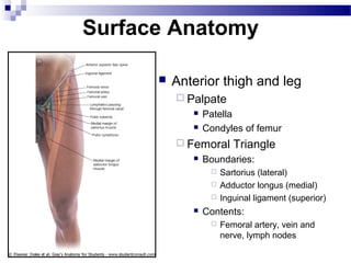 Surface Anatomy

         Anterior thigh and leg
           Palpate
                Patella
                Condyles of femur
           Femoral      Triangle
                Boundaries:
                     Sartorius (lateral)
                     Adductor longus (medial)
                     Inguinal ligament (superior)
                Contents:
                     Femoral artery, vein and
                      nerve, lymph nodes
 