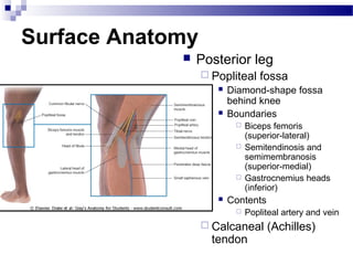 Surface Anatomy
                Posterior leg
                   Popliteal     fossa
                        Diamond-shape fossa
                         behind knee
                        Boundaries
                             Biceps femoris
                              (superior-lateral)
                             Semitendinosis and
                              semimembranosis
                              (superior-medial)
                             Gastrocnemius heads
                              (inferior)
                        Contents
                             Popliteal artery and vein
                   Calcaneal       (Achilles)
                    tendon
 