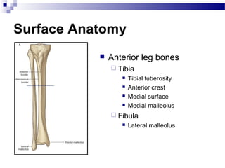 Surface Anatomy
              Anterior leg bones
                Tibia
                     Tibial tuberosity
                     Anterior crest
                     Medial surface
                     Medial malleolus
                Fibula
                     Lateral malleolus
 