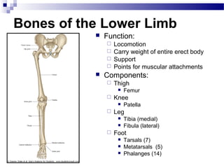 Bones of the Lower Limb
              Function:
                Locomotion
                Carry weight of entire erect body
                Support
                Points for muscular attachments
              Components:
                  Thigh
                       Femur
                  Knee
                       Patella
                  Leg
                       Tibia (medial)
                       Fibula (lateral)
                  Foot
                       Tarsals (7)
                       Metatarsals (5)
                       Phalanges (14)
 