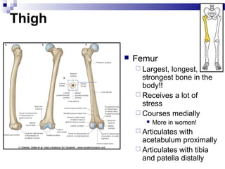 Thigh

           Femur
             Largest,longest,
              strongest bone in the
              body!!
             Receives a lot of
              stress
             Courses medially
                  More in women!
             Articulates with
              acetabulum proximally
             Articulates with tibia
              and patella distally
 