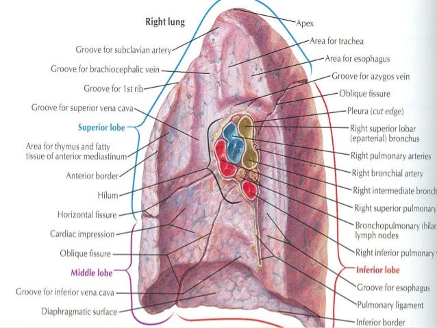 Lungs & bronchopulmonary segments