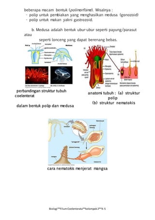 Biologi**FilumCoelenterata**kelompok2**X-5
beberapa macam bentuk (polimorfisme). Misalnya :
- polip untuk pembiakan yang menghasilkan medusa (gonozoid)
- polip untuk makan yakni gastrozoid.
b. Medusa adalah bentuk ubur-ubur seperti payung/parasut
atau
seperti lonceng yang dapat berenang bebas.
perbandingan struktur tubuh
coelenterat
dalam bentuk polip dan medusa
cara nematokis menjerat mangsa
anatomi tubuh : (a) struktur
polip
(b) struktur nematokis
 