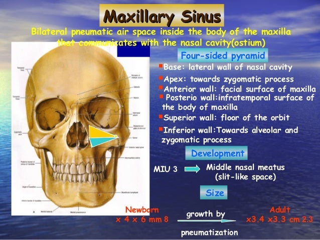 Medial Wall Of Maxillary Sinus