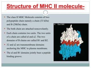 Structure of MHC II molecule-
 The class II MHC Molecule consists of two
polypeptide chain namely a chain (33 kDa)
and B (28kDa) chain.
 The both chain are attached noncovelantly.
 Each chain contains two units. The two units
of a chain are called al and a2. The two
domains of B chains are called B1 and B2.
 32 and a2 are transmembrane domains
anchoring the MHC to plasma membrane.
 The al and B1 domains jointly bear a peptide
binding groove.
 