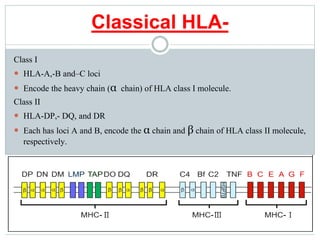 Classical HLA-
Class I
 HLA-A,-B and–C loci
 Encode the heavy chain (α chain) of HLA class I molecule.
Class II
 HLA-DP,- DQ, and DR
 Each has loci A and B, encode the α chain and β chain of HLA class II molecule,
respectively.
 