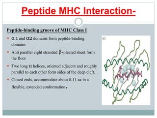 Peptide MHC Interaction-
Peptide-binding groove of MHC Class I
 α 1 and α2 domains form peptide-binding
domains
 Anti parallel eight stranded β-pleated sheet form
the floor
 Two long α helices, oriented adjacent and roughly
parallel to each other form sides of the deep cleft.
 Closed ends, accommodate about 8-11 aa in a
flexible, extended conformation.
 