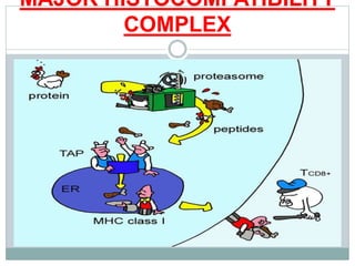 MAJOR HISTOCOMPATIBILITY
COMPLEX
 