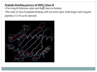 Peptide-binding groove of MHC Class II
•Two long α helicesas sides and theβ sheet as bottom
•The ends of class II peptide-binding cleft are more open, bind longer and irregular
peptides (12-16 aa be optimal)
 