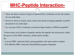 MHC-Peptide Interaction-
 There are about a dozen of types of classical HLA molecules on the cell surface
for one individual.
 However, there are much, much, much more kinds of antigen peptides would be
presented in one individual.
 So, one type of HLA molecule can present large number of different peptides?
• Some amino acid residues of peptide sanchor the peptide into the pockets within
the groove of the MHC molecule, called anchor residue.
So,
• A given MHC molecule binds a group peptides with same anchor residues
• The different MHC molecules bind different groups of peptides.
 