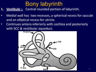 Bony labyrinth
1. Vestibule :- Central rounded portion of labyrinth.
•   Medial wall has two recesses, a spherical recess for saccule
    and an elliptical recess for utricle.
•   Continues antero-inferiorly with cochlea and posteriorly
    with SCC & vestibular aqueduct.




                                                            11
 